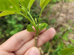 Amphilophium crucigerum