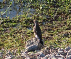 Colaptes auratus luteus × cafer