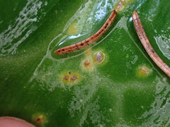 Uromyces heterodermus