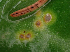 Uromyces heterodermus