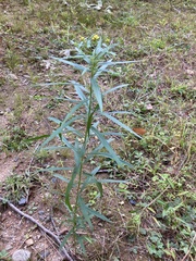 Euthamia graminifolia