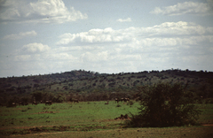 Connochaetes taurinus mearnsi