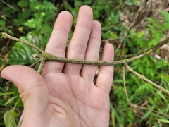 Amphilophium crucigerum