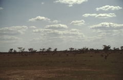 Connochaetes taurinus mearnsi