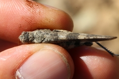 Oedipoda fuscocincta morini