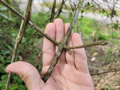 Amphilophium crucigerum