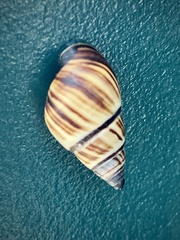 Drymaeus multilineatus