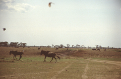 Connochaetes taurinus mearnsi