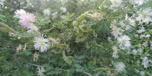 Image of Mimosa monancistra by (c) Tereso Hernández Morales, some rights reserved (CC BY)