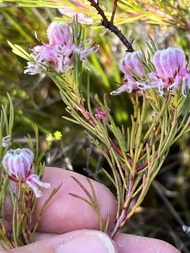Image of Serruria nervosa by (c) Charleen Brunke, some rights reserved (CC BY)