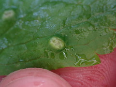 Puccinia ustalis