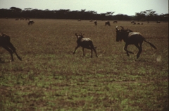 Connochaetes taurinus mearnsi