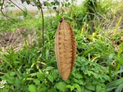 Amphilophium crucigerum