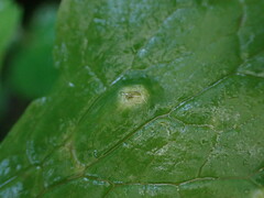Puccinia ustalis