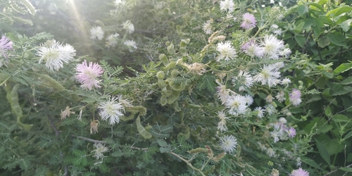 Image of Mimosa monancistra by (c) Tereso Hernández Morales, some rights reserved (CC BY)