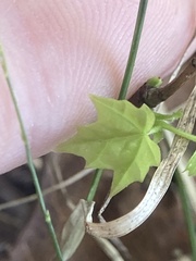 Acer platanoides