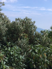 Rhododendron formosanum