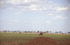 Connochaetes taurinus mearnsi