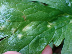 Puccinia ustalis