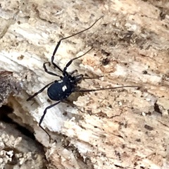 Nemastoma bimaculatum