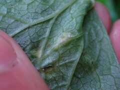 Puccinia ustalis