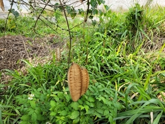 Amphilophium crucigerum