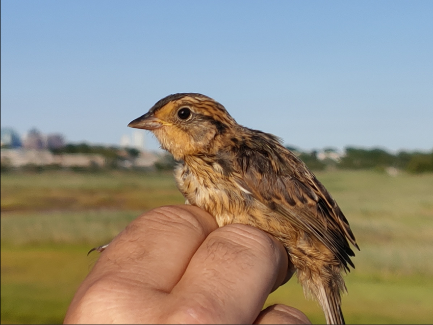 Saltmarsh Sparrow (Ammospiza caudacuta)