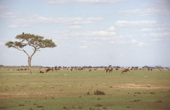 Connochaetes taurinus mearnsi