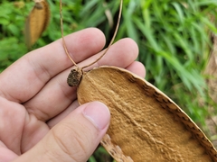 Amphilophium crucigerum