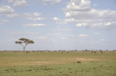 Connochaetes taurinus mearnsi