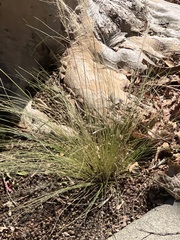 Nassella tenuissima