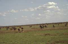 Connochaetes taurinus mearnsi