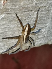 Dolomedes fimbriatus