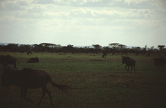 Connochaetes taurinus mearnsi