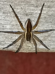 Dolomedes fimbriatus