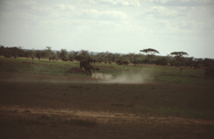 Connochaetes taurinus mearnsi