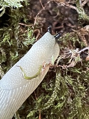 Arion intermedius