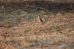 Turdus litsitsirupa