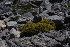 Euphorbia acanthothamnos