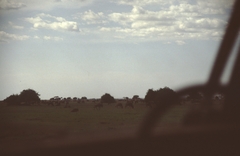 Connochaetes taurinus mearnsi