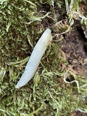 Arion intermedius