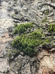 Ulota