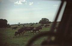 Connochaetes taurinus mearnsi