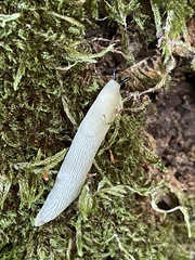 Arion intermedius
