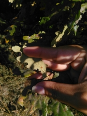 Neuroterus anthracinus