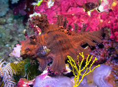 Chicoreus palmarosae