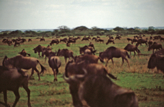 Connochaetes taurinus mearnsi