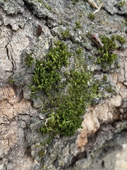 Ulota