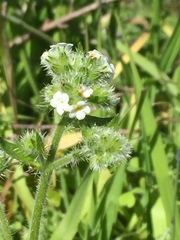 Cryptantha