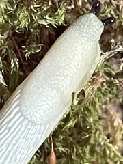 Arion intermedius